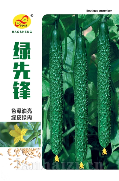 绿先锋-黄瓜种子