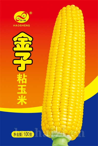 金子粘玉米——玉米种子