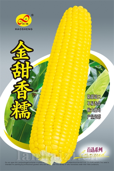 金甜香糯——玉米种子