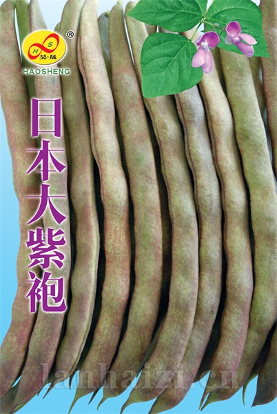 日本大紫袍-豆角种子