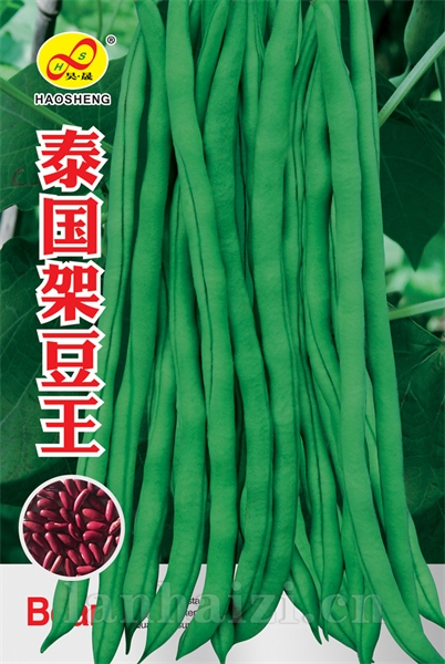 泰国架豆王-豆角种子