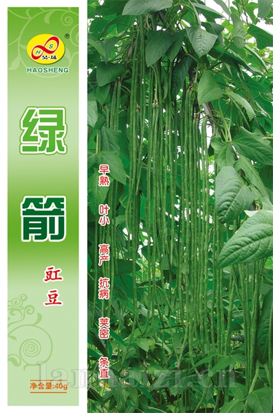 绿箭-豆角种子