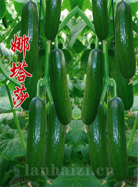 供应娜塔莎-黄瓜种子