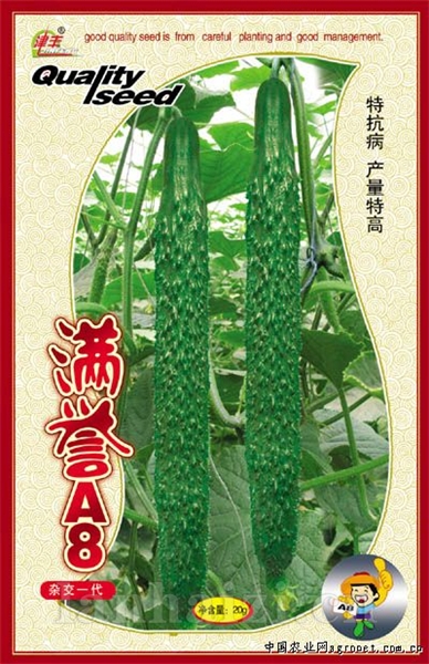 黄瓜种子--满誉A8
