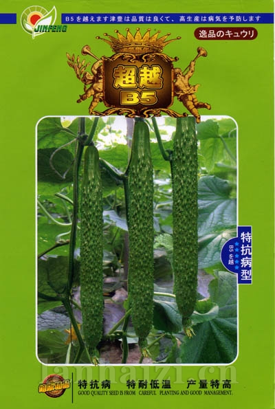 超越B5-黄瓜种子