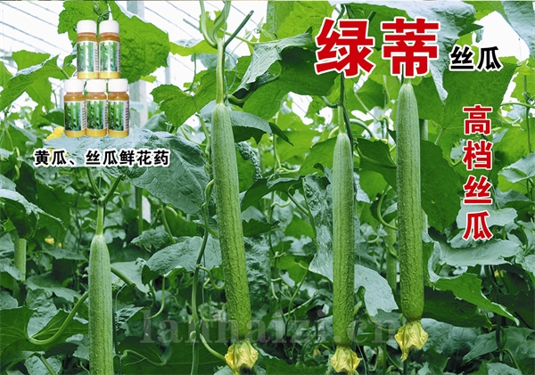 供应绿蒂-丝瓜种子