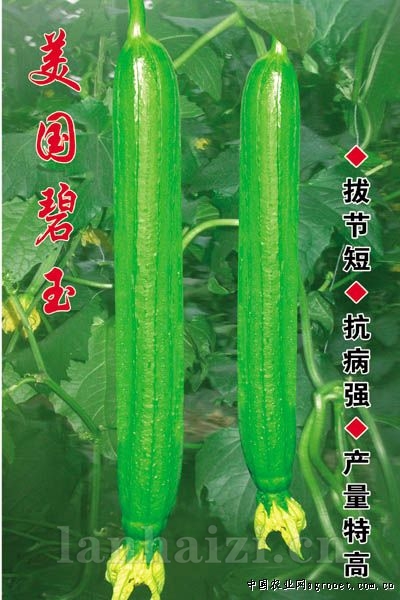  丝瓜种子-美国碧玉