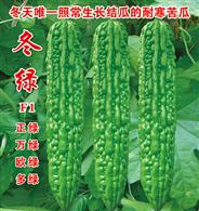 冬绿