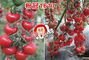 粉冠1617