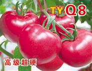 Q8