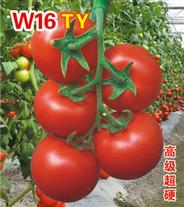W16