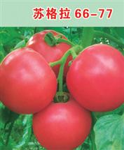 苏格拉66-77