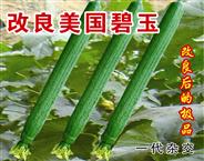 改良美国碧玉