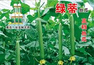 绿蒂