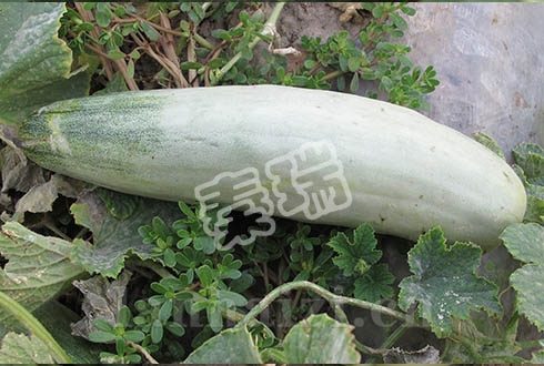 凌甜羊角脆-甜瓜种子