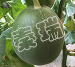 凌甜绿脆宝