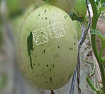 凌甜金玉