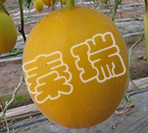 凌甜红一号