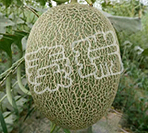凌甜25