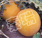 太阳