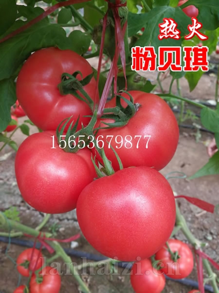 耐雨水耐裂-精品硬粉大果-粉贝琪热火