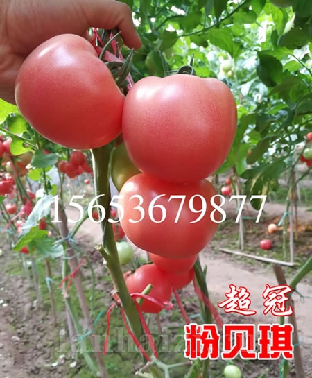 精品耐热硬粉-粉贝琪超冠