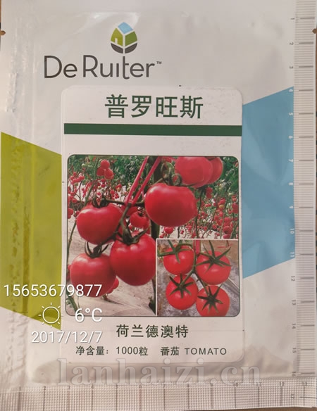 普罗旺斯西红柿种子
