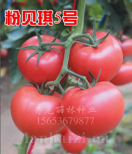 精品硬粉耐寒大果番茄种子-抗死棵-粉贝琪5号