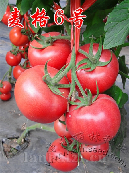 抗褪绿病毒|抗TY病毒|抗线虫粉果番茄种子-麦格6号