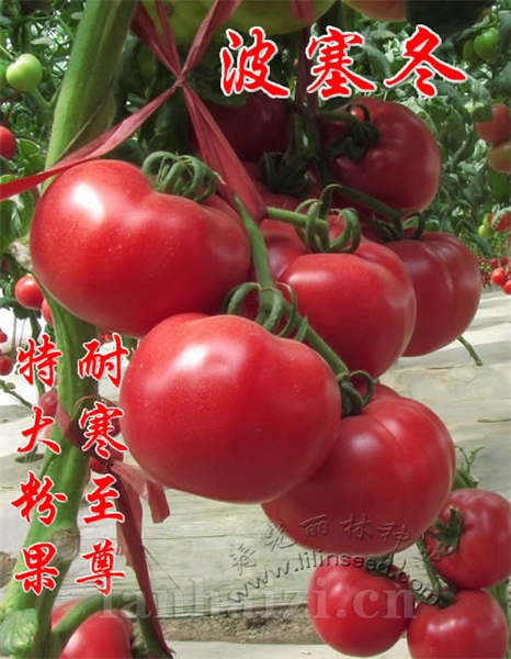 耐寒特大粉果番茄种子-波塞冬