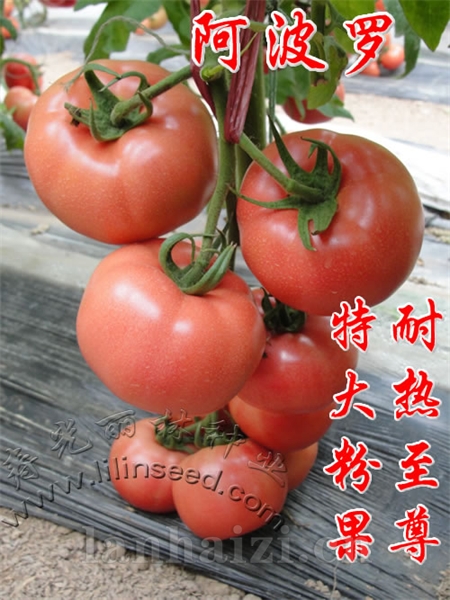 耐热特大粉果番茄种子-阿波罗