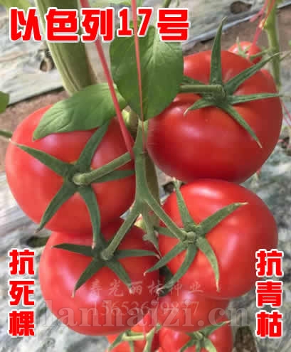 以色列17号大红番茄种子