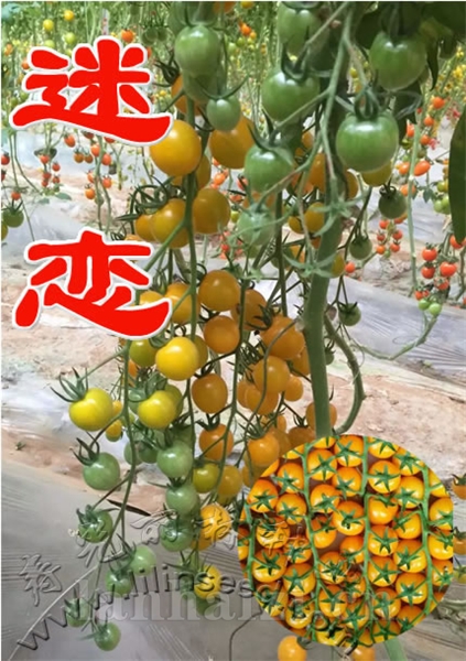 黄色圆球樱桃番茄种子-迷恋