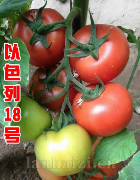 大红番茄种子-以色列18号