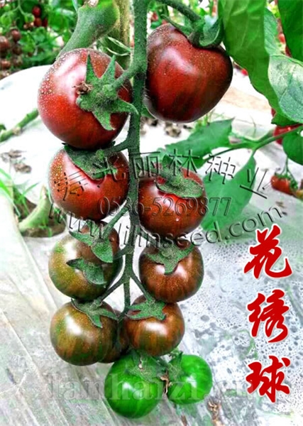 紫色番茄种子-花绣球