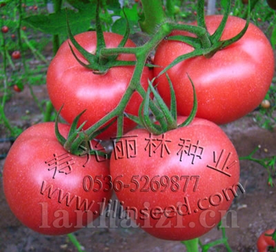 抗ty病毒耐寒石头粉果番茄种子-麦格