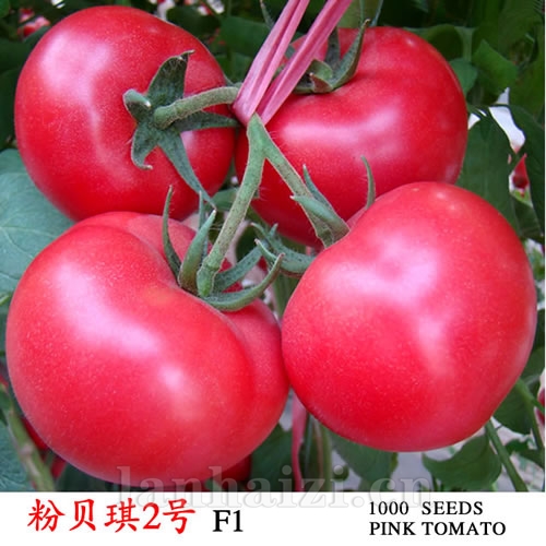 耐热、大果、高硬度、抗线虫粉果番茄种子-粉贝琪2号
