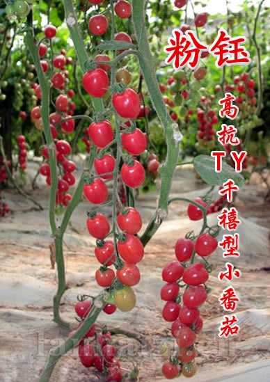 抗ty病毒樱桃小番茄种子-粉钰