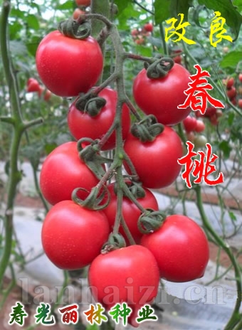 春桃番茄种子