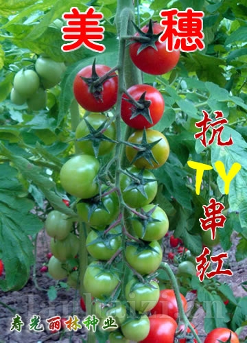 抗TY病毒樱桃番茄种子-美穗