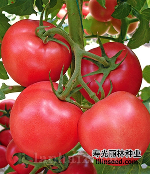 耐寒耐低温、大果形粉果番茄种子-粉贝琪