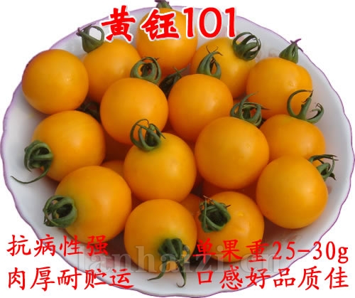 黄色樱桃番茄种子_黄钰101