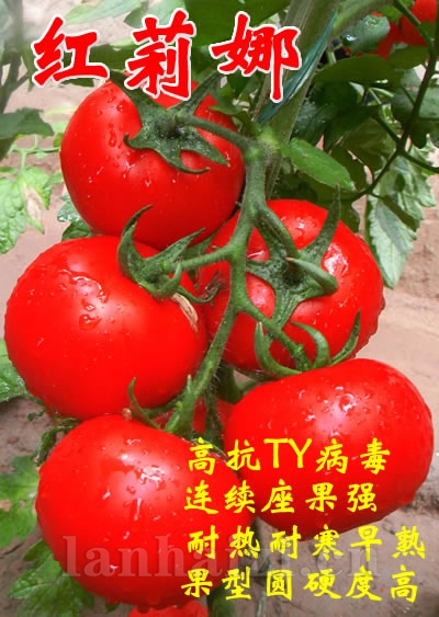 抗TY病毒大红番茄种子-红莉娜