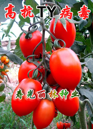 红罗曼番茄种子-抗TY番茄种子