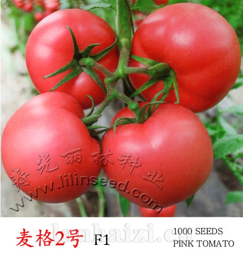 耐寒大果型粉果番茄种子-麦格2号