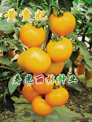 黄贵妃番茄种子-黄色大果型