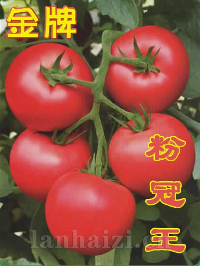 粉果番茄种子-金牌粉冠王