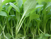 东升鸡毛菜