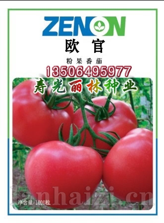 欧官番茄种子-抗TY病毒番茄种子