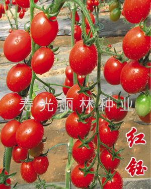 进口樱桃番茄种子-红钰